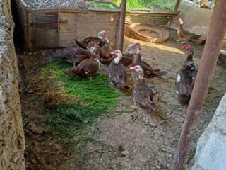 Продам яйца индоуток