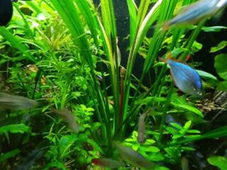 Продам эхинодорус Триколор, рыбок Гуппи