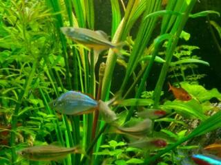 Продам эхинодорус Триколор, рыбок Гуппи