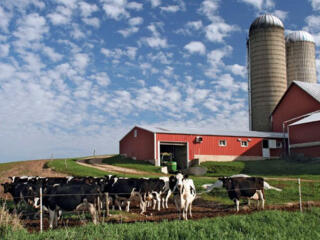 ЭСТОНИЯ Ферма