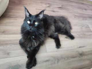 Мейн Кун 100 $