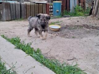 Отдам в хорошие руки