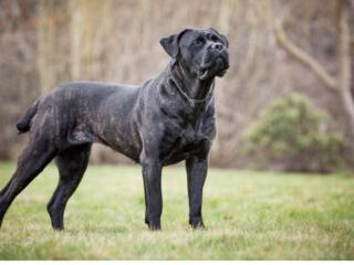 Куплю щенка породы Кане корсе