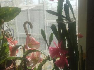 Вазоны АМАРИЛЛИС рождественник фиалки герань алое...