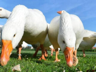 Ферма по выращиванию уток и гусей. Контракт 3 месяца.