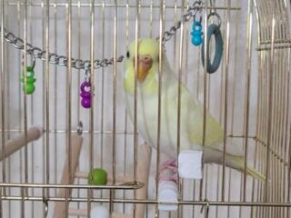 Самый красивый и общительный попугай с не менее потрясающей клеткой.