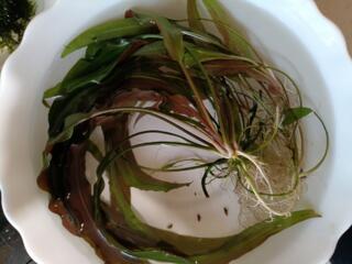 Продам аквариумные растения