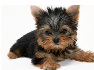 Продаются породистые клубные щенки Йоркширский терьер мини