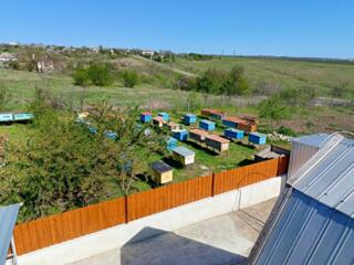 Куплю недорого пчелосемьи