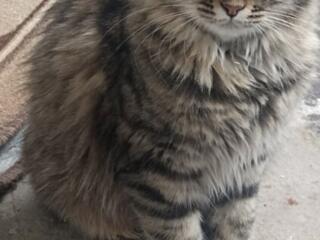 Отдам даром кошек