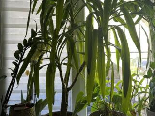 Комнатное растение пальма Юкка