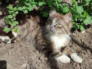 В добрые руки мини-котики