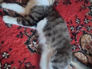 Отдам Кота в хорошие руки, бесплатно (и не только)