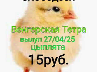 Продаются суточные цыплята, Венгерская Тетра.