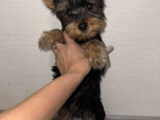 Продаются породистые клубные щенки Йорк мальчики