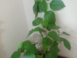 Роза китайская, герань