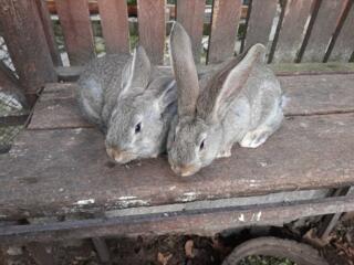 Iepuri / Кролики