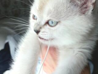 Шотландский прямоухий котенок, мальчик.