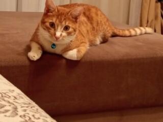 Потерялся кот его кличка Люцифер (Лютик)