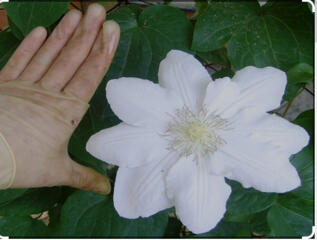 Климатис Белый