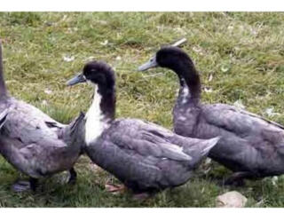 Утиные яйца Голубой Фаворит