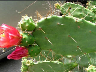 Продаю кактус опунция