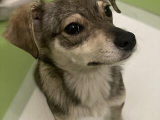 Красивая девочка ищет дом!