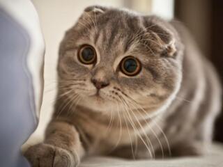 Продам половозрелую вислоухою кошку