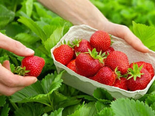 Работа с зарплатой 6-700 евро за сезон в Германии.