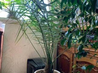 Продам комнатные растения