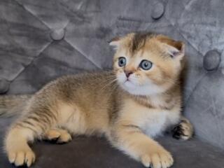 Шотландские котята.