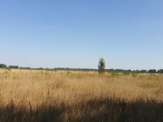 продаж ділянка під житлову забудову Бориспільський, Петропавлівське, 2