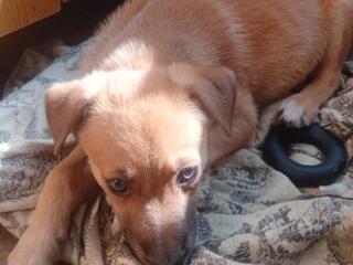 Отдам в добрые руки