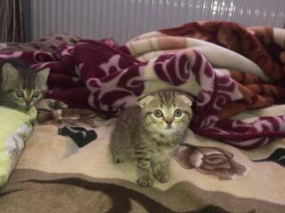 Родились котята шотландские вислоухие, 4 котенка