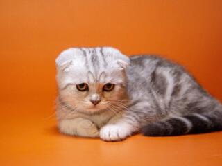 Приму в дар Шотландца