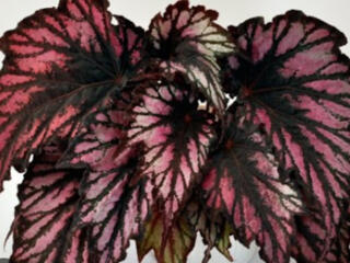 Бегония декоративно-лиственная 65 сортов с доставкой