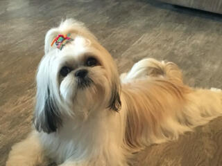 Молодой и опытный парень Ши-тцу познакомится с дамой.