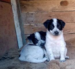 Щенки Джек-рассел-терьер