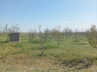 Продается ореховый сад в связи с переездом. Цена 70 000$, торг уместен