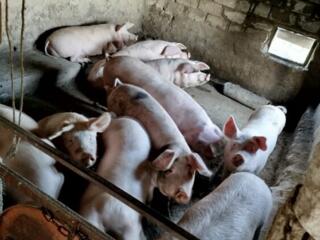 Продаются домашние свиньи на мясо, без ГМО! Малаешты.