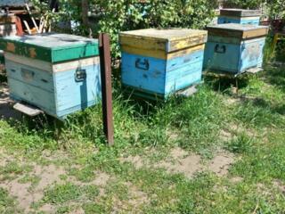 Продам улий с пчелами