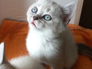 Шотландский прямоухий котенок, девочка. С прививкой.