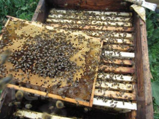 Продам срочно пчелосемьи