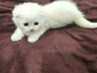 Продам шотландских котят