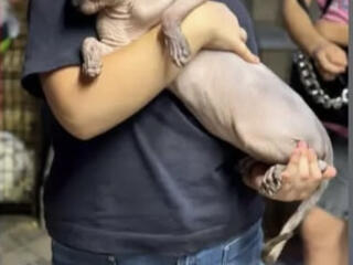 Кот сфинкс на вязку.