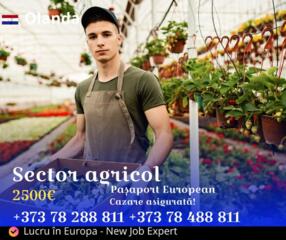 Lucru în Olanda - mezeluri, sere, fructe și legume!