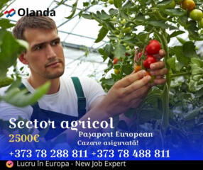 Lucru în Olanda - mezeluri, sere, fructe și legume!