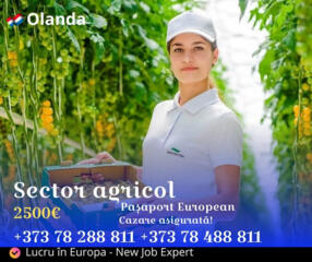 Lucru în Olanda - mezeluri, sere, fructe și legume!