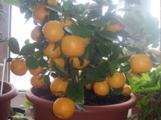 Лимоны и мандарины