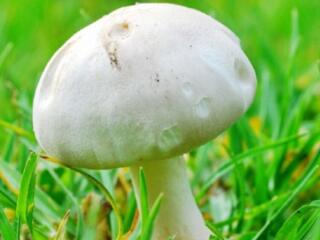 Сдам в аренду большой подвал для выращивания грибов.